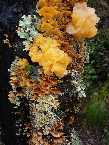 Tremella aurantia