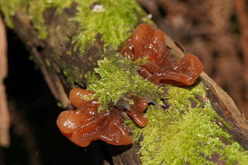 Tremella fimbriata — photo