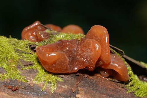 Tremella fimbriata — photo