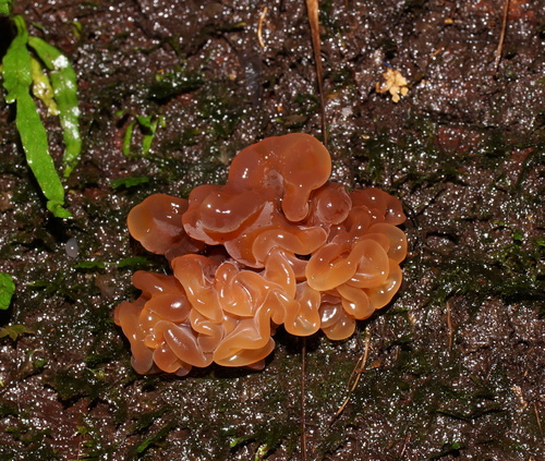 Tremella fimbriata