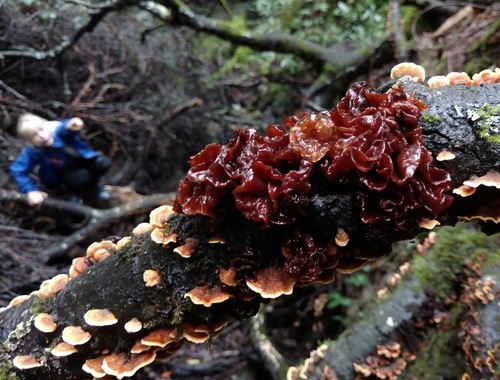 Tremella foliacea (Leafy brain) — photo