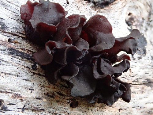Tremella foliacea (Leafy brain) — photo