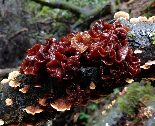 Tremella foliacea