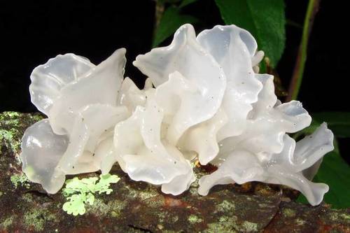 Tremella fuciformis (White jelly fungus) — photo