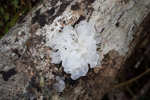 Tremella fuciformis (White jelly fungus) — photo