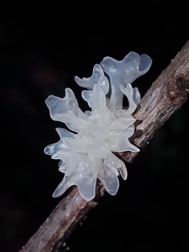 Tremella fuciformis