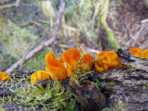 Tremella lutescens — photo