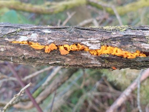 Tremella lutescens — photo