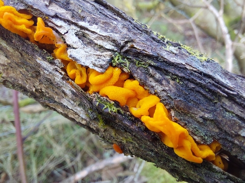 Tremella lutescens