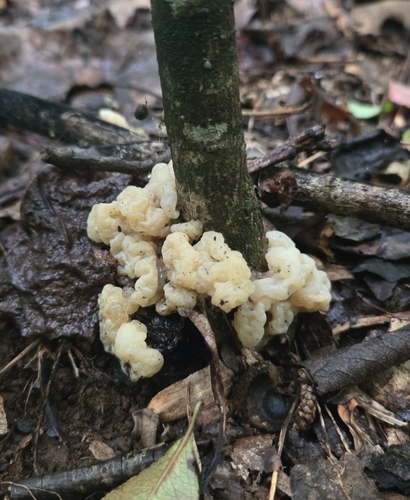 Tremella reticulata — photo