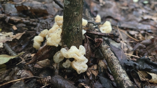 Tremella reticulata — photo