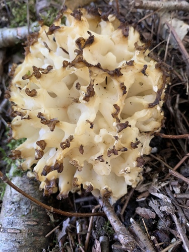 Tremella reticulata