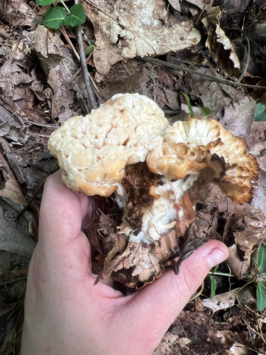 Tremellodendron schweinitzii — photo