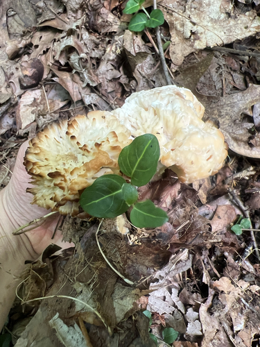 Tremellodendron schweinitzii — photo