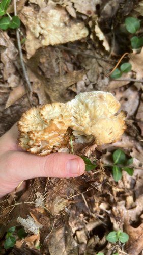 Exidiaceae