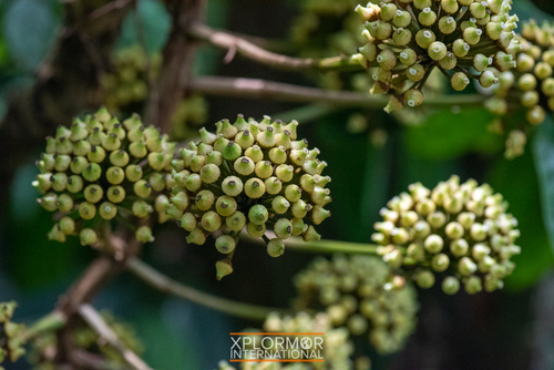 Trevesia burckii (Guost's foot) — photo
