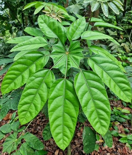 Trevesia burckii