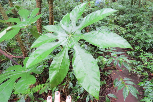 Trevesia sundaica