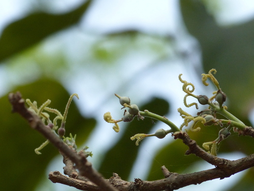 Trewia nudiflora (Pindara) — photo