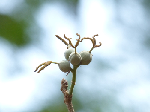 Trewia nudiflora (Pindara) — photo