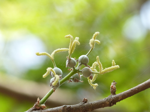 Trewia nudiflora
