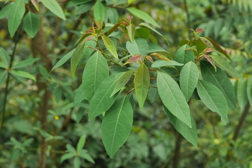 Triadica cochinchinensis — photo