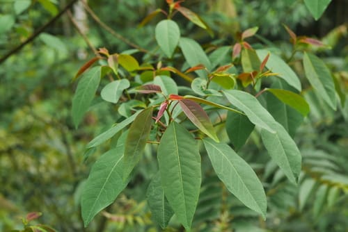Triadica cochinchinensis — photo