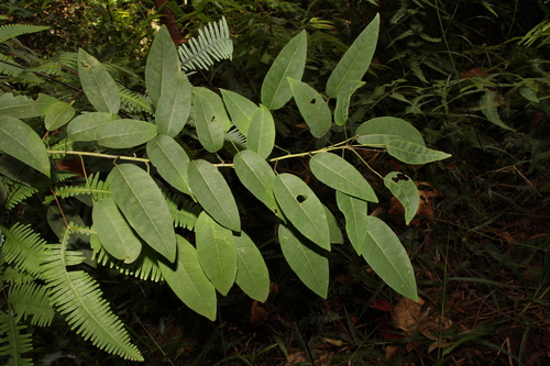 Triadica cochinchinensis
