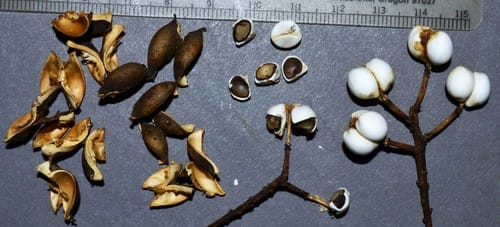 Triadica sebifera (Candleberry-tree) — photo