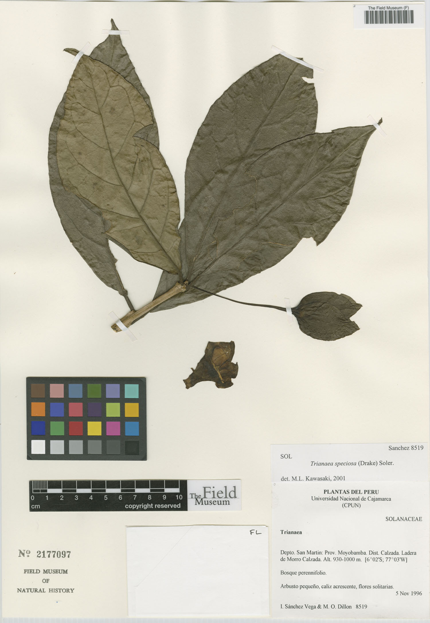 Trianaea speciosa (Granadilla del monte) — photo