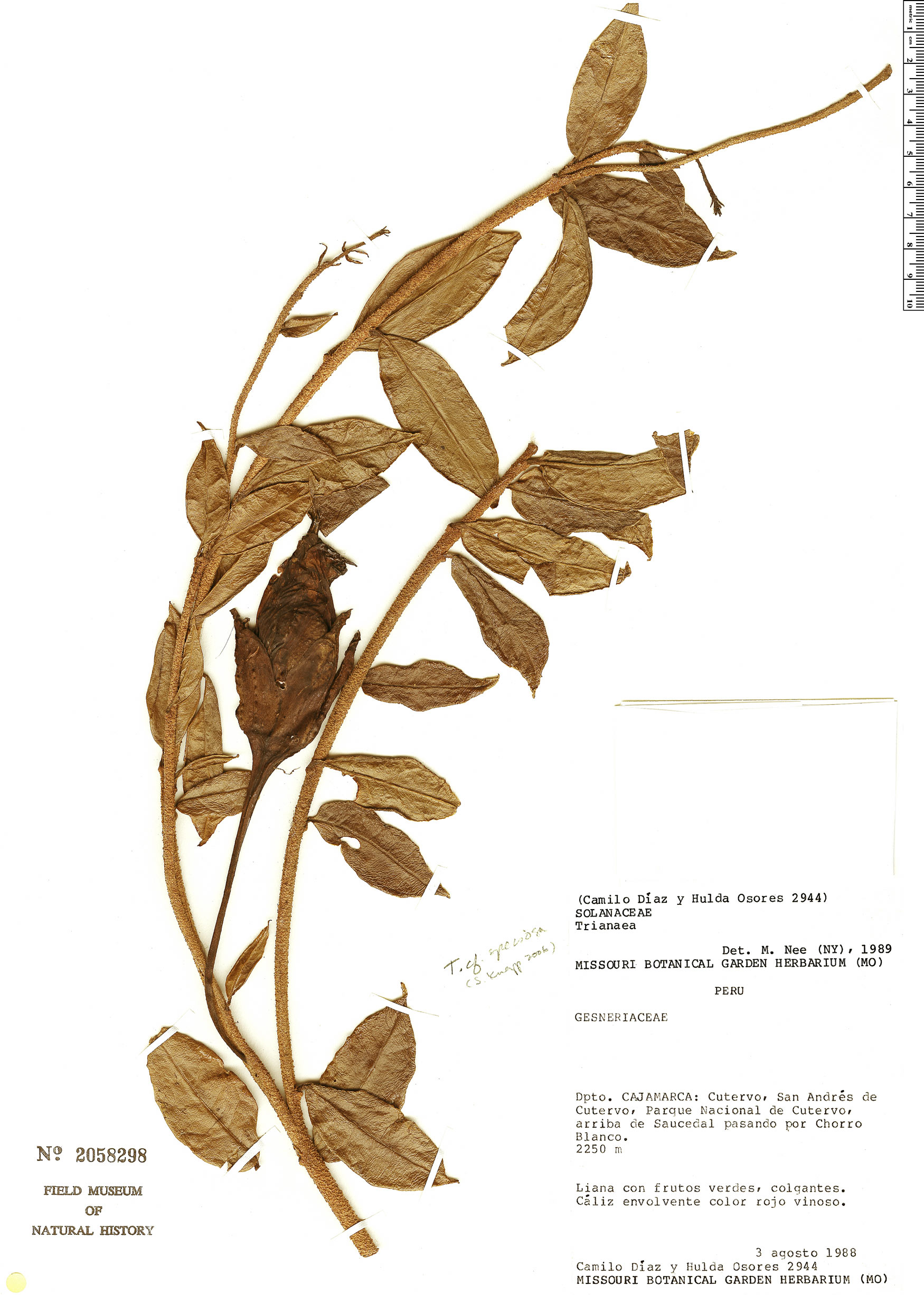 Trianaea speciosa (Granadilla del monte) — photo