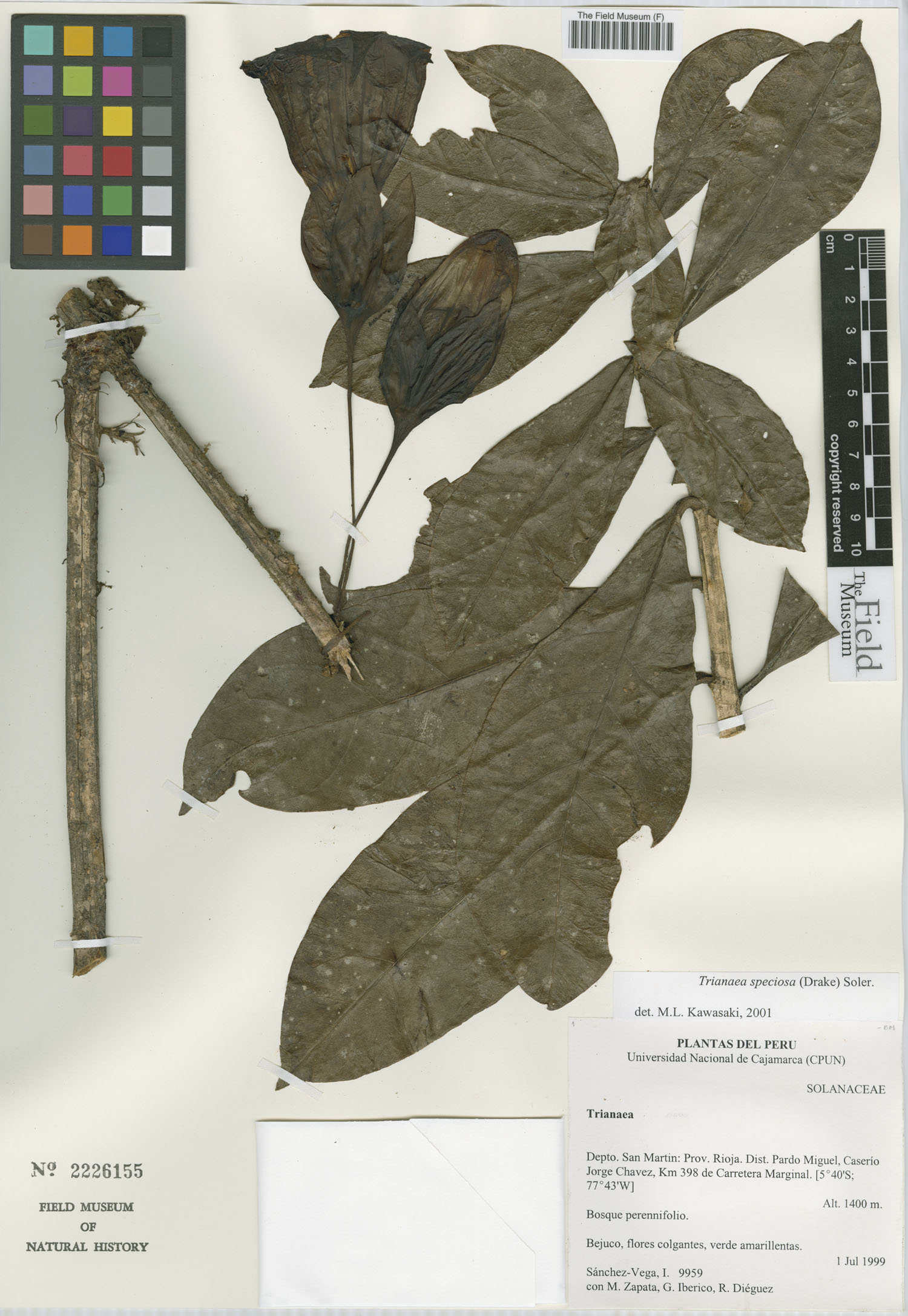 Trianaea speciosa