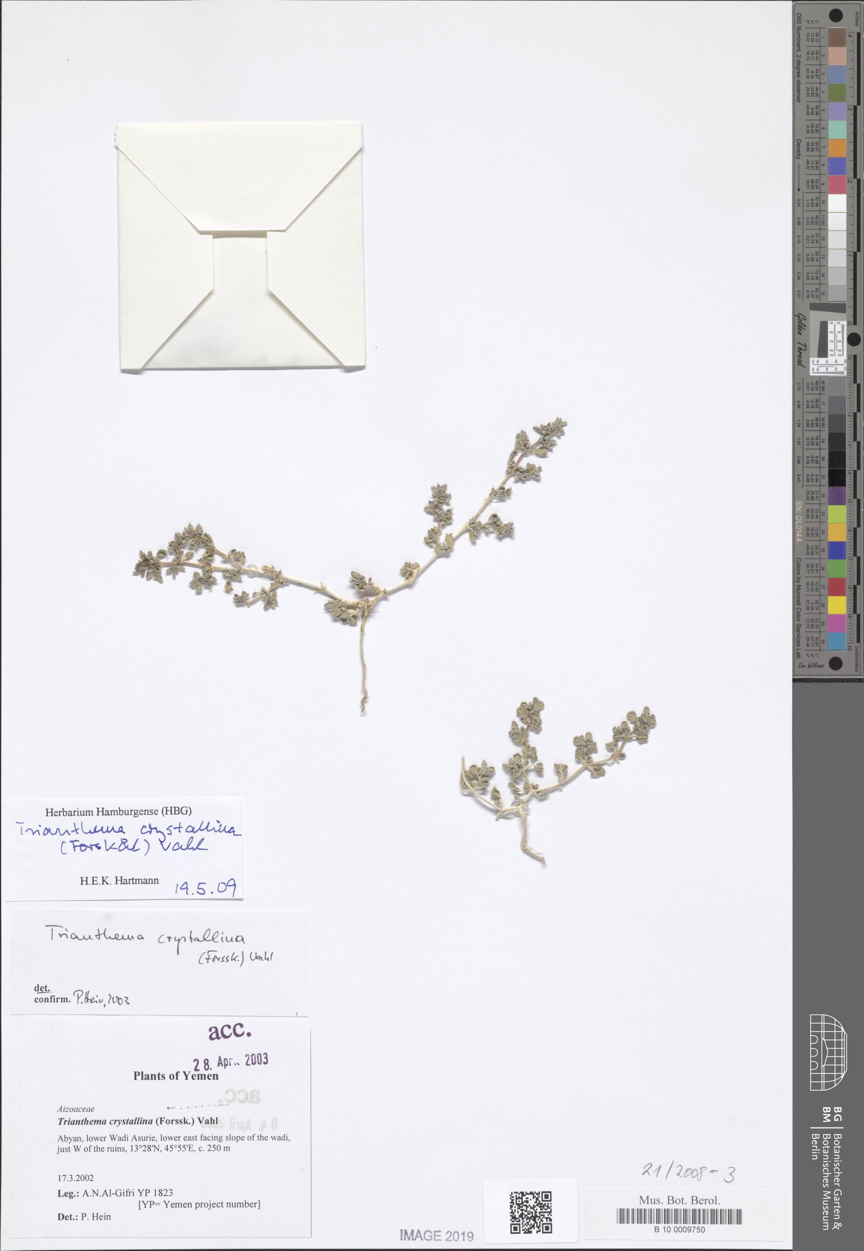 Trianthema crystallinum