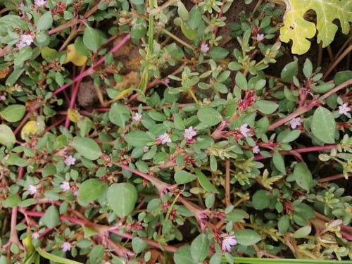 Trianthema portulacastrum (Horse purslane) — photo