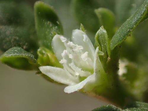 Trianthema portulacastrum (Horse purslane) — photo