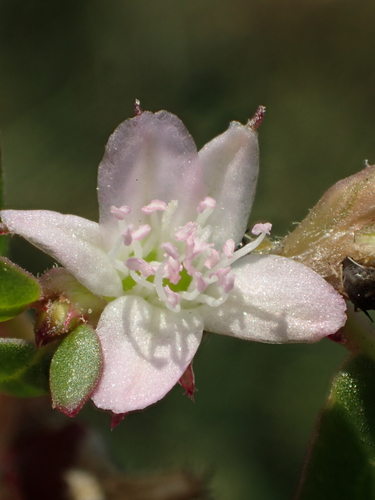 Trianthema portulacastrum