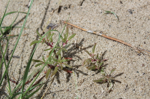 Trianthema salsoloides — photo