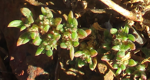 Trianthema salsoloides
