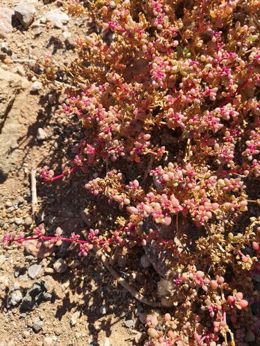 Trianthema triquetrum (Red spinach) — photo