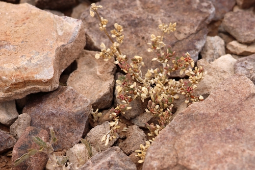 Trianthema triquetrum