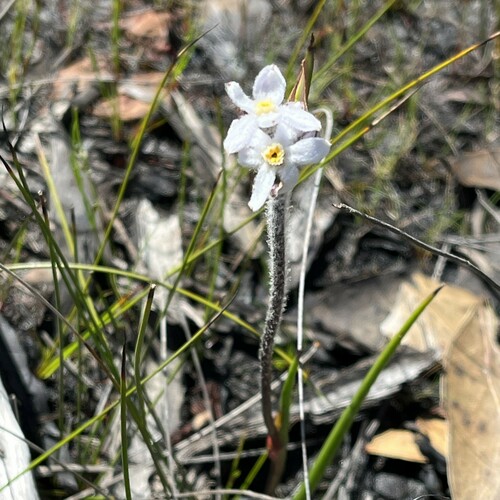 Tribonanthes australis (Jitta) — photo