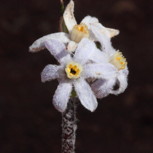 Tribonanthes australis