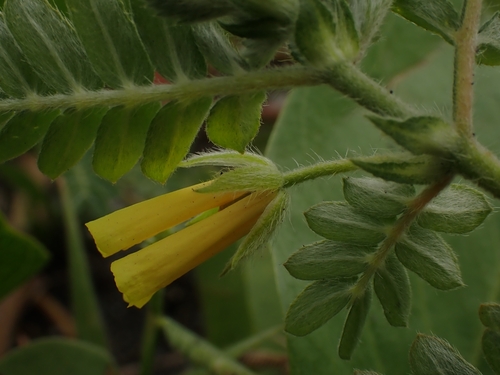 Tribulus cistoides (Caltrops) — photo