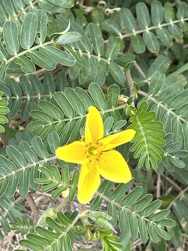 Tribulus cistoides (Caltrops) — photo
