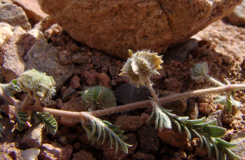 Tribulus pentandrus — photo