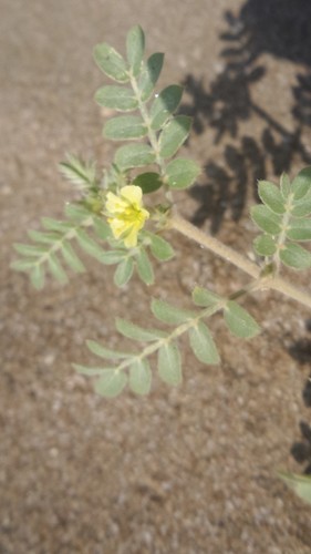 Tribulus pentandrus — photo