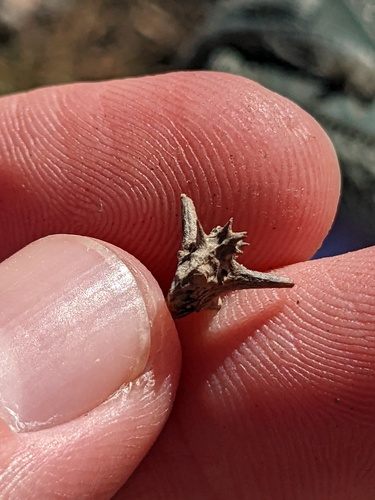 Tribulus terrestris (Land Caltrops) — photo