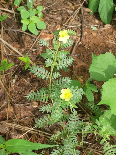 Tribulus terrestris (Land Caltrops) — photo