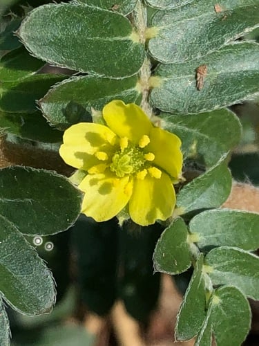 Tribulus terrestris