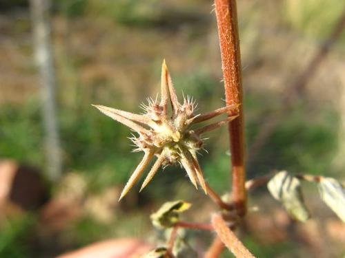 Tribulus zeyheri — photo